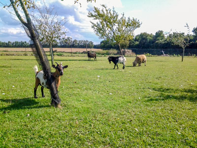 Gîtes de «l'Aubray»
