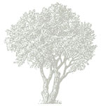 olivier symbole
